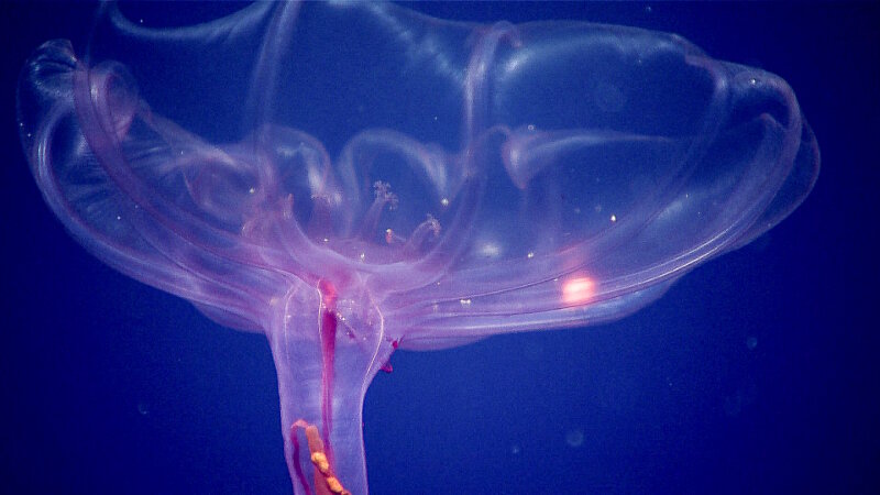 This pelagic holothurian, or deep-sea swimming cucumber, is unusual in appearance when compared with other sea cucumbers because of its resemblance to a jellyfish. We found this one during midwater transects at ~1,400 meters (4,595 feet) depth. We have seen many of these sea cucumbers so far on this expedition.