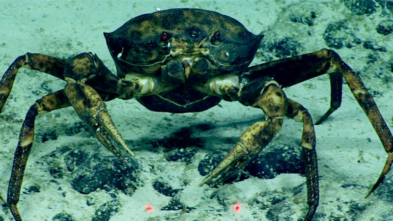 Female golden crab, heavy with purple eggs, found at about 1,015 meters (3,330 feet) on Dive 07, is covered in black spot disease.