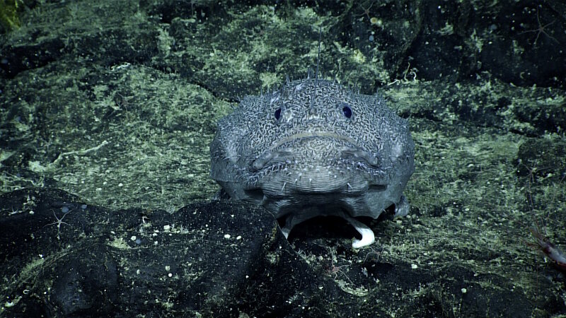 Batfish were common on the seamount dubbed “Whaley”.