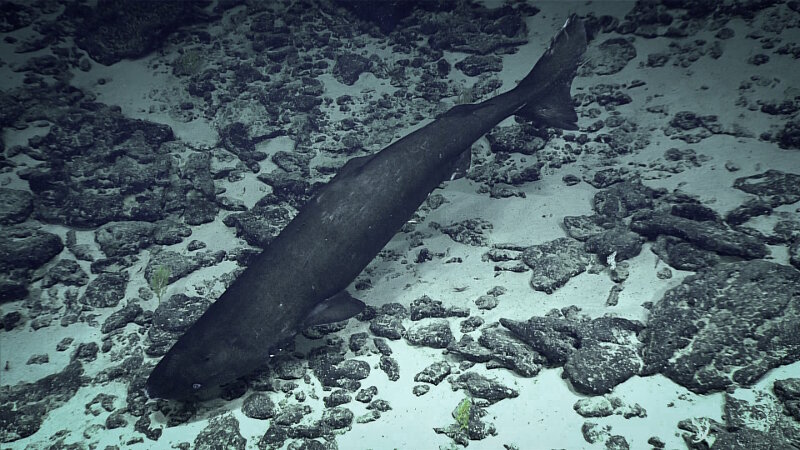 This Pacific sleeper shark, seen at about 980 meters (3,215 feet) on Dive 07, came by to inspect the lights from ROV Deep Discoverer.