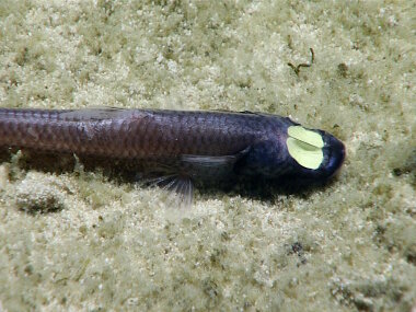 ROV Deep Discoverer found this ipnops on Dive 08 of the Mountains in the Deep Expedition. Ipnops is a tripod fish with highly modified eyes that lives in deep water.