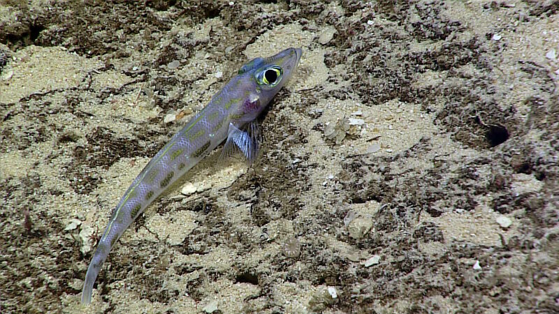 This duckbill fish (family Percophidae) was found at approximately ~275 meters depth. The golden-yellow spots identify it as potentially Chrionema chryseres. Its large eyes suggest that it is a visual predator. At these depths light is scarce, so animals like this fish have developed special visual adaptations to make out their prey in the dim, downwelling light. One common adaptation is large eyes. As the size of the eye increases, the size of the retina, the light receptor, also increases, resulting in a more light sensitive eye. The more efficient a visual predator's eye becomes the more successful it will become at hunting in this twilight zone.