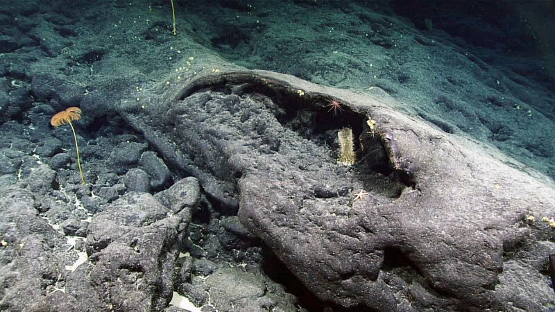 This image from Dive 04 of the expedition, shows a hard substrate-dominated seafloor with a variety of sessile filter feeders (stalked crinoids, glass sponge, barnacles), but no fishes.