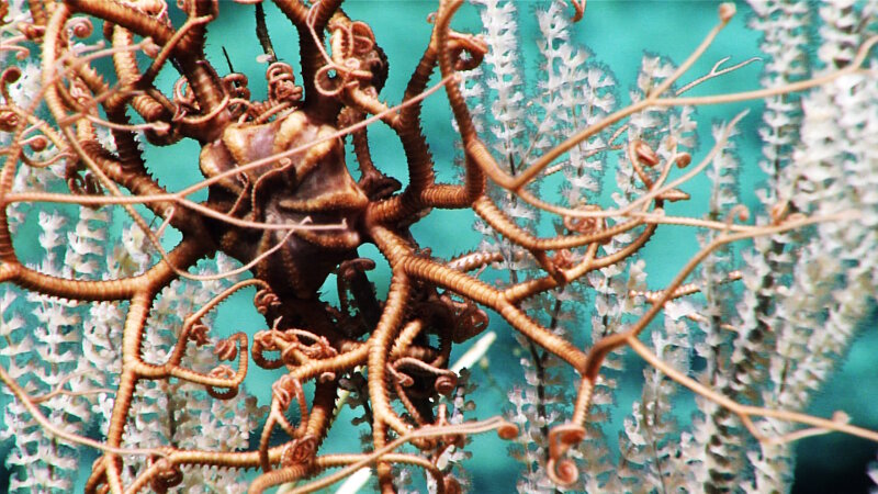 A tight zoom of a basket star on a primnoid coral taken on Dive 11 of the Mountains in the Deep expedition.