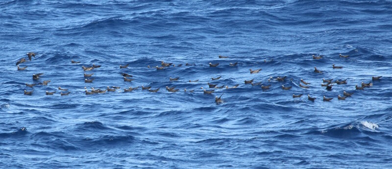 A flock of noddies resting on the sea surface offshore of Palmyra Atoll. We saw hundbirdss of noddies flying just above the water surface, occasionally dipping for a meal, before this rest period.