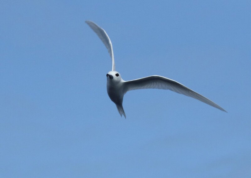 While diving off Palmyra Atoll, this white tern, a.k.a. fairy tern, made a flyby of the ship.