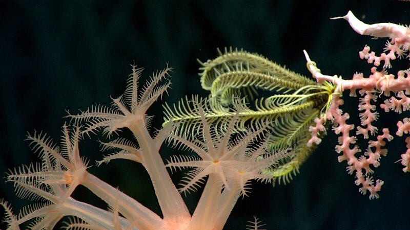 On Dive 03, we found a veritable coral forest. The colors on this dive were phenomenal. In the foreground, the large polyps of an Anthomastus contrast with a yellow crinoid attached to a pink precious coral.