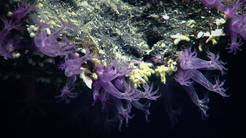 These bright purple octocorals from Dive 04 grow like ribbons upon the rock as opposed to branching colonies.