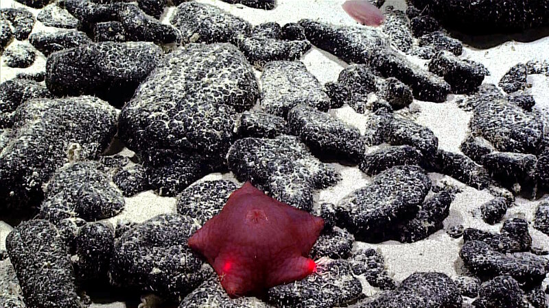 Rounded black pieces of manganese-encrusted basaltic rubble with white carbonate sand between the boulders seen on Dive 02.