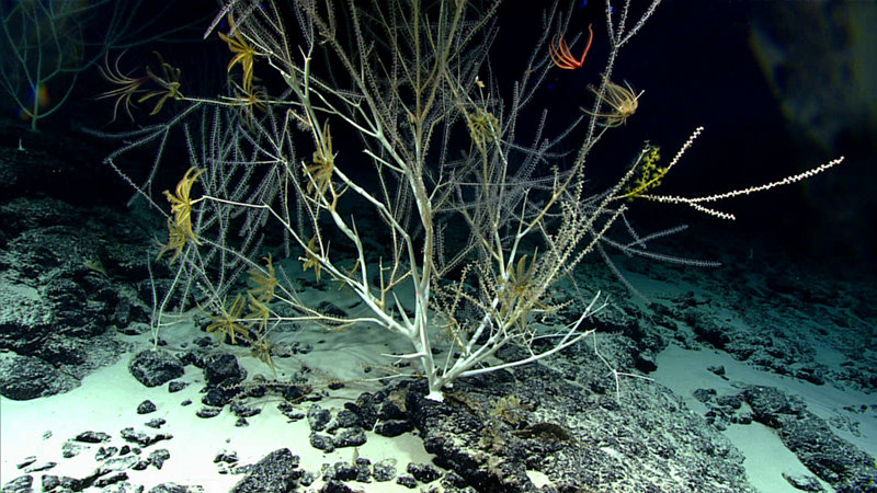 Large bamboo corals (Subfamily Keratoisidinae), with feather stars and brittle stars attached to their branches, were very common throughout Dive 03 to “Te Kawhiti a Maui Potiki”.