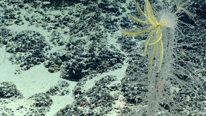 The sponge (Walteria sp.) with a feather star attached.