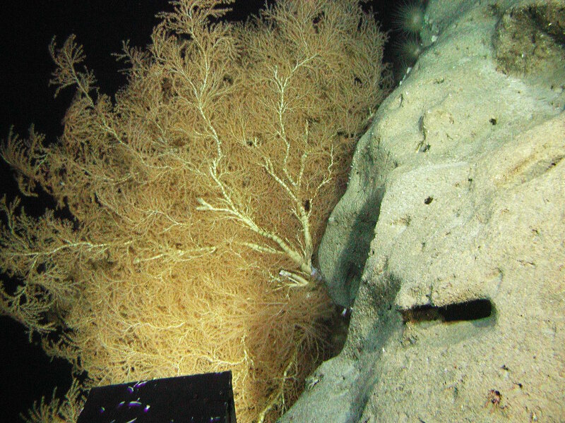 Large coral fans, like this bamboo coral were abundant on current-swept ridges in deep waters of the Line Islands. Their high densities were probably due to the high productivity of the waters near the sea surface in this region caused by upwelling of nutrient-rich waters, creating the rain of food from the surface that is carried in the deeper currents of the region. Photograph by Terry Kerby or Max Cremer, courtesy of the Hawai‘i Undersea Research Laboratory.