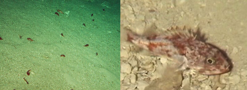 Thousands of small deep-water scorpionfish (Setarches guentheri) were seen resting on sediments of low-gradient slopes or the tops of rock domes in the U.S. Line Islands. This abundance of scorpionfish was not found in the Hawaiian Islands. When we first approached these areas and saw the small, dark spots on the slopes, we thought they were holes. To our surprise, a closer look showed them to be small fish. Photographs by Terry Kerby or Max Cremer, courtesy of the Hawai‘i Undersea Research Laboratory.