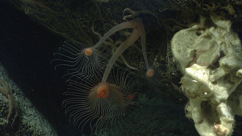 Solitary hydroids are fairly common observations during NOAA Ship Okeanos Explorer dives, but there was much discussion amongst our science team as to why these three individuals appear to share a base. 