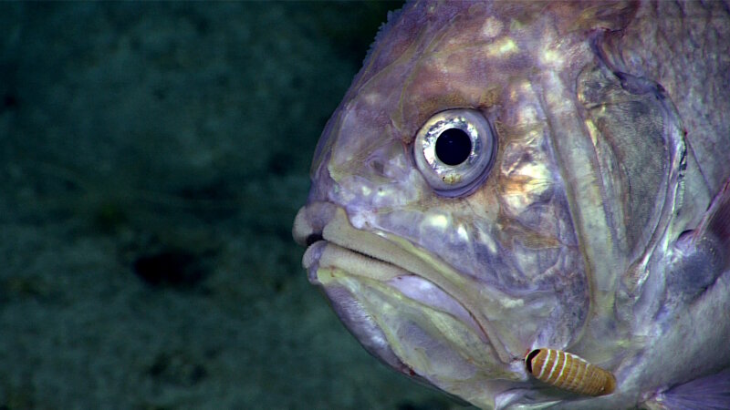 Roughy with an isopod parasite.