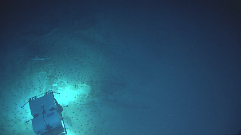 Sharks are always fun to observe. Here, ROV Deep Discoverer is pictured with a sand tiger shark. The black “dots” on the seafloor are all sea urchins, another high-density community observed during Dive 05.