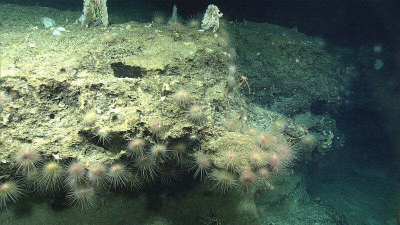 Throughout the dive at Jarvis Island, echinoderms were common under almost every overhang. Here, a vagrant (or large group) of urchins have covered this overhang.