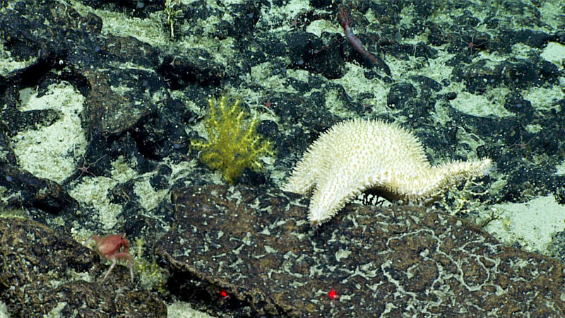 A seastar in the family Goniasteridae, genus Hippasteria, with an arm menacing this tiny little octocoral off to the side at “Whaley Seamount”.