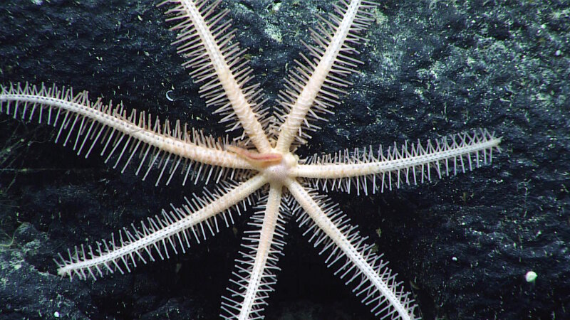 These sea stars have extremely elongated spines along their arms, as seen in this one individual from Kahalewai seamount.