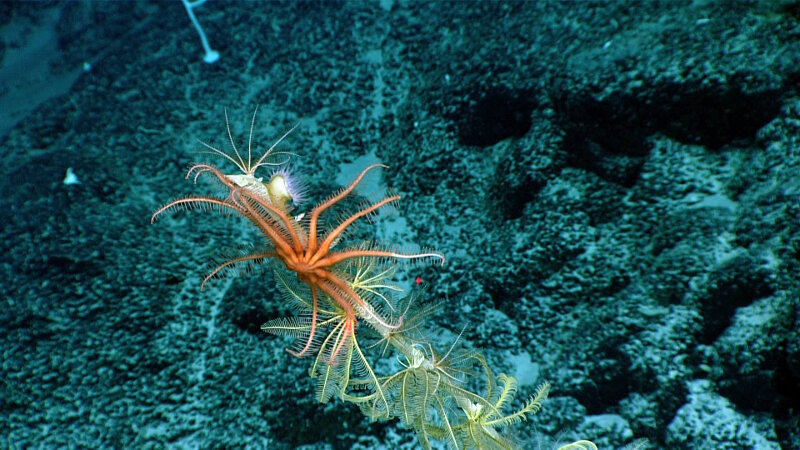 Brisingid at Kahalewai seamount, Dive 04 of the Mountains in the Deep expedition.