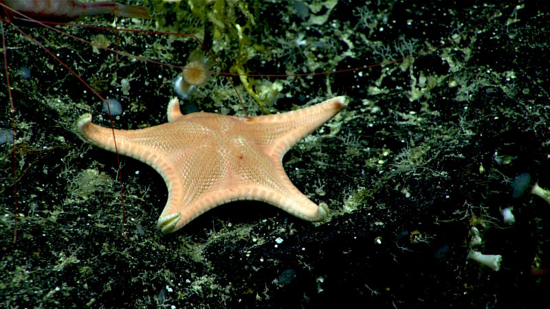 A goniasterid sea star, possibly Mediaster sp,  at 875 meters (2,870 feet) on “Whaley” Seamount.