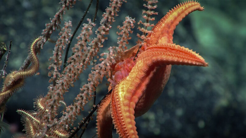 May 8: Sea Stars