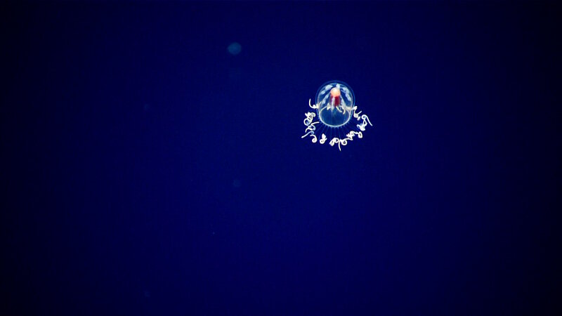 Another anthomedusa jellyfish.