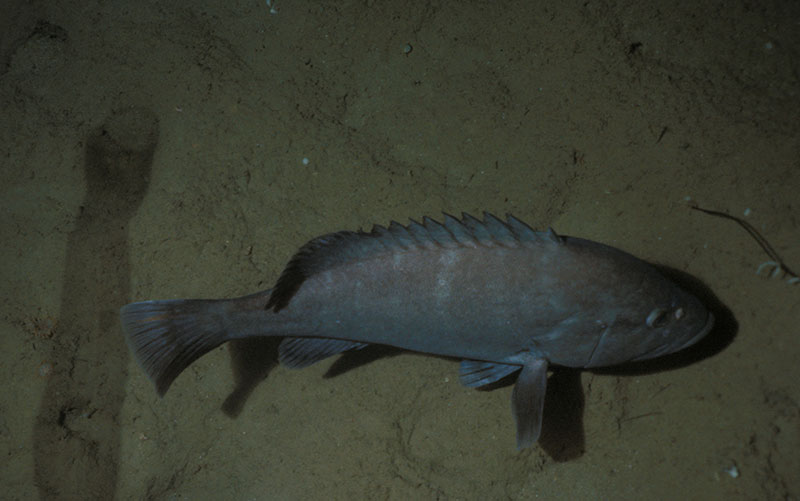 Hyporthodus quernus, a commercially harvested grouper that is only found at Johnston and the Hawaiian Archipelago.