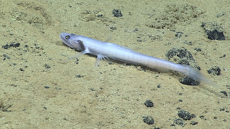 A fish, Bathysaurus sp.