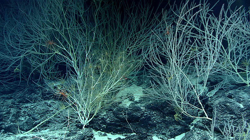 Large bamboo coral colonies found on ridge topography.