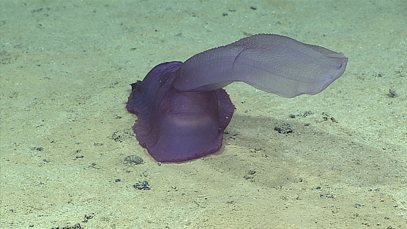 A sediment-dwelling sea cucumber, Psychropotes sp.