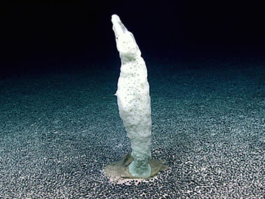 The dive started on a flat bottom of moderately large manganese nodules covering a lighter-colored sediment primarily occupied by large hexactinellid sponges approximately 0.5 to 1 meter tall.