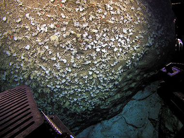 Dense bed of glass sponges (Farrea nr occa?) covering the vertical face of a large block.