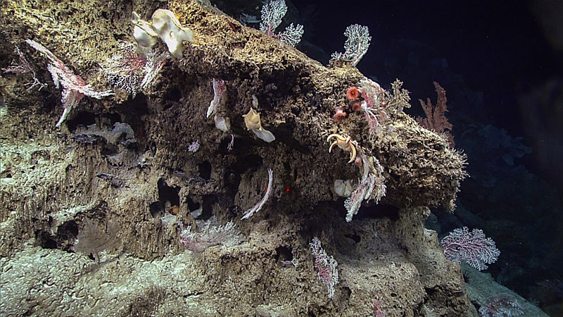 Karstic carbonate formations where numerous colonies of the precious red coral (Hemicorallium sp.) were discovered.