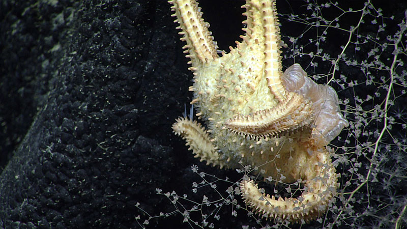 This large goniasterid Calliaster, a coral predator, was observed in feeding position – notice it has extended its cardiac stomach over its precious coral prey.