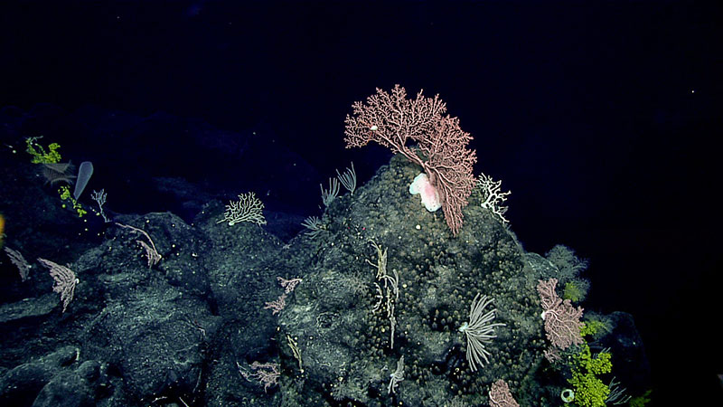 We encountered a blocky pinnacle region composed of heavy manganese-crusted basalt blocks with a high density of colonial cnidarians, stalked sponges, and their associated faunas. This area was composed of steep walls, several valleys, and strikingly acute features where current flow seemed accelerated. The community had several large and very tall precious coral Hemicorallium species, some overgrown by yellow zoanthids. Other cnidarians included the chrysogorgiid Chrysogorgia sp, a white species of Paragorgia, stoloniferans, corallimorpharians, and several zoanthids proliferating over a wide rocky surface. Also observed were bright white glass sponges.