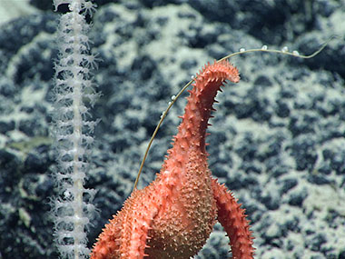 This bamboo coral (Calcaxonia, Primnoidae) has had its right side eaten by this sea star (Evoplosoma sp.) at about 1,510 meters (4,955 feet) on “Pierpoint” Seamount.