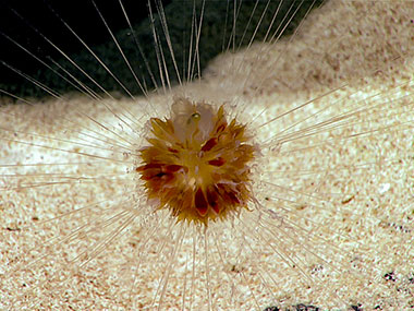 This dandelion siphonophore is the first we have observed on this expedition. Found at approximately 2,530 meters (8,300 feet), we were able to see the feeding tentacles extended around the animal like a spider web as well as the pulsating nectophores, found just below and around the “float,” which helped to keep the central body suspended.