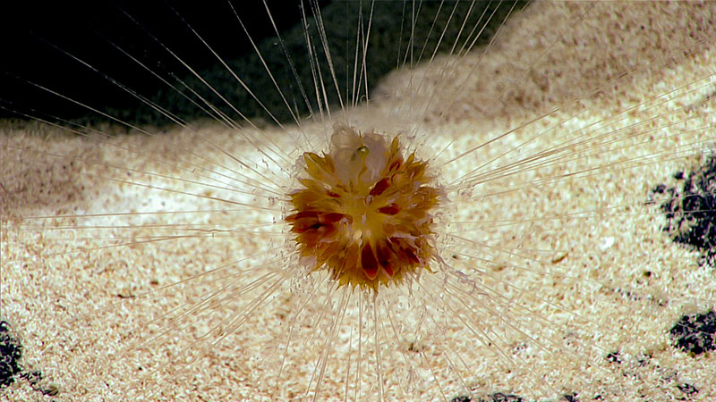 This dandelion siphonophore is the first we have observed on this expedition. Found at approximately 2,530 meters (8,300 feet), we were able to see the feeding tentacles extended around the animal like a spider web as well as the pulsating nectophores, found just below and around the “float,” which helped to keep the central body suspended.