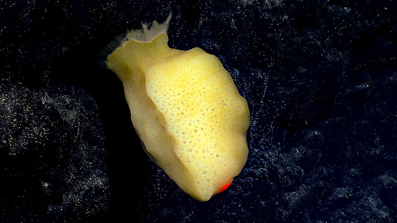 A likely new yellow species of pheronematid, possibly Poliopogon, sponge was observed during the final minutes of the dive at approximately 2,515 meters (8,250 feet) depth.