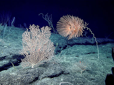 Octocorals dominated the benthos at East “Wetmore” Seamount and included the stunning Iridogorgia and bamboo coral in the foreground. 