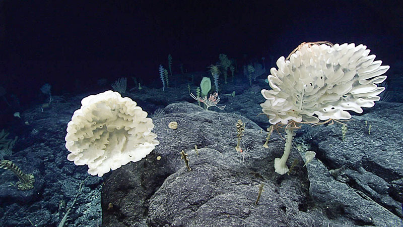 Farreid glass sponges are visible in the foreground of this fairly high-density sponge community found at about 2,360 meters (7,740 feet) depth. Corals were also present, but in lower abundance. Iridogorgia and bamboo coral are in the background. 