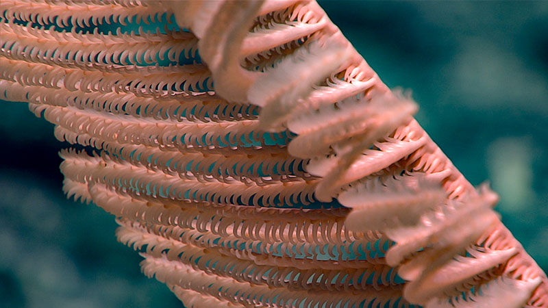 Black corals, like this Bathypathes, were not seen in the sedimented area where the dive began, but became more common as Deep Discoverer explored the more rocky ridge and crest.