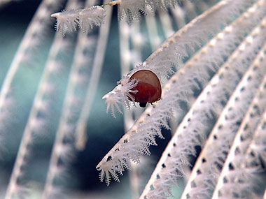 One notable cnidarian on this dive, the hydrozoan jellyfish Aegina, is a small medusae which feeds on the polyps of bamboo corals.