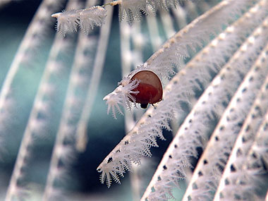 One notable cnidarian on this dive, the hydrozoan jellyfish Aegina, is a small medusae which feeds on the polyps of bamboo corals.