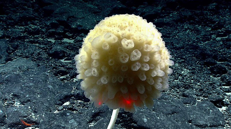 A close-up of a stalked glass sponge in the genus Caulophacus. 