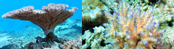 Left: Acropora cytherea is one of the major corals responsible for building the immense calcium carbonate substructure that supports the thin living skin of a reef. Right: Tightly packed branches and nariform (nose-shaped) corallites of Acropora nasuta resemble floral clusters.