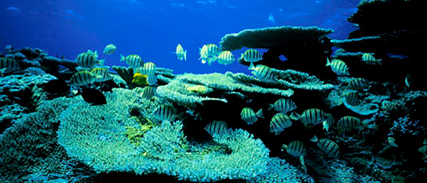 Convict tangs amidst a garden of coral heaven. 