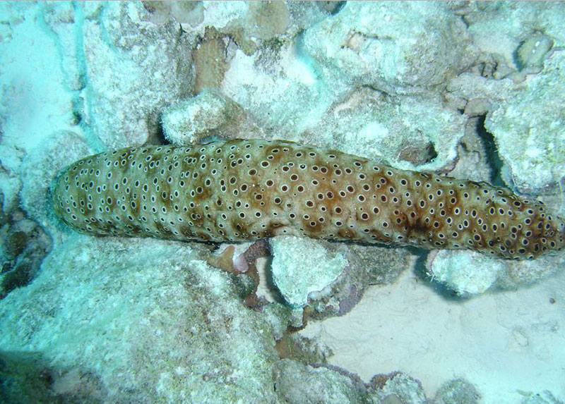 Chocolate chip sea cucumber (Holothuria sp.) at Johnston Atoll.