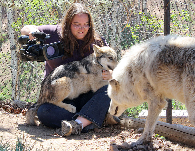 Annie White working with wolves at the Mission Wolf sanctuary.